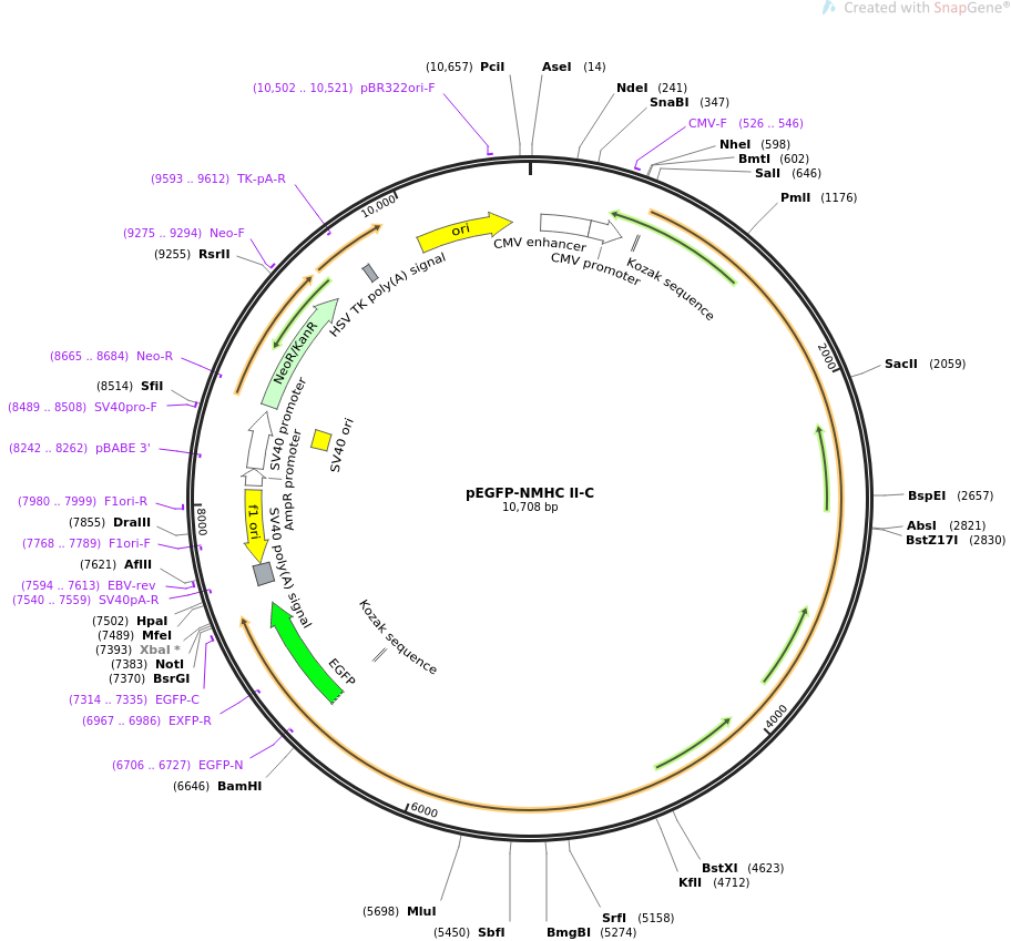 pEGFP-NMHC II-C质粒图谱